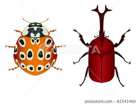 Eungentum甲蟲和甲蟲 Eungentum甲蟲和甲蟲 62341460