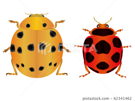 東北瓢蟲和Haragro巨型瓢蟲 62341462