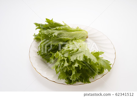 Frill lettuce Frill lettuce 62341512