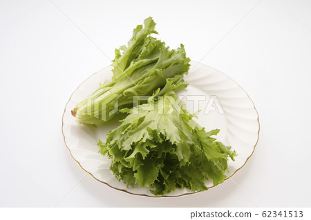 Frill lettuce Frill lettuce 62341513