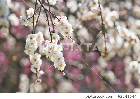 White weeping ume flower White weeping ume flower 62341544