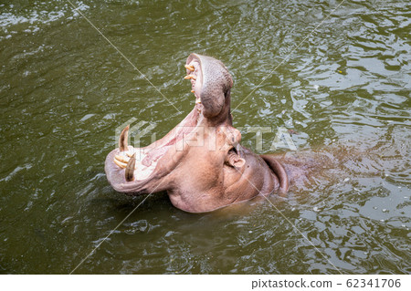 Hippo with open muzzle in the water.Hippopotamus or hippo, is a large, Hippo with open muzzle in the water.Hippopotamus or hippo, is a large, 62341706