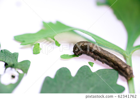 Caterpillar eating leaves on a white background 62341762