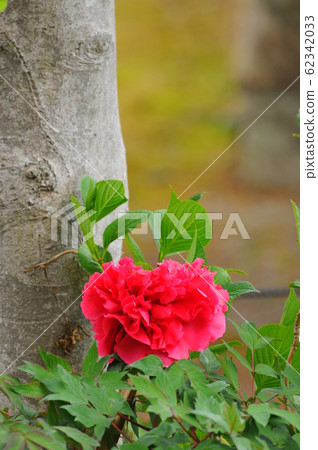 紅色按鈕花 紅色按鈕花 62342033
