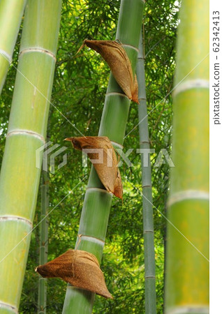 A series of bamboo skins A series of bamboo skins 62342413