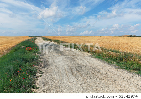 road in the wheat field on a background of the sky 62342974