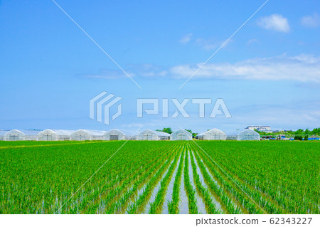 稻田和溫室。日本石川市 62343227