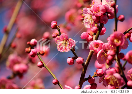 Beautiful red plum blossoms and lovely buds (3) 62343289