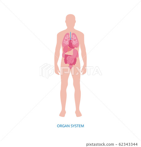 Human internal organs system anatomy infographic, vector illustration isolated. Human internal organs system anatomy infographic, vector illustration isolated. 62343344