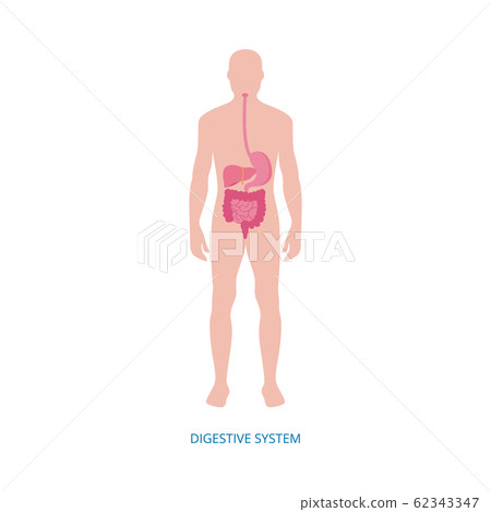 Human digestive system - medical diagram with internal organs 62343347