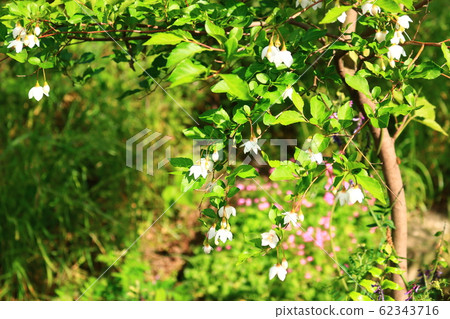 Jeju airport, airport, airplane, flower, spring flower, Halla mountain, 62343716