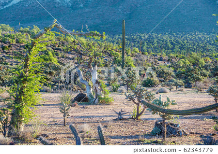 Cactus in Mexico 62343779
