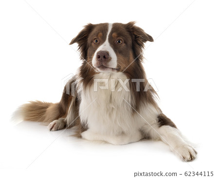 australian shepherd dog 62344115