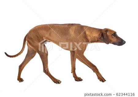 Rhodesian Ridgeback in studio Rhodesian Ridgeback in studio 62344116