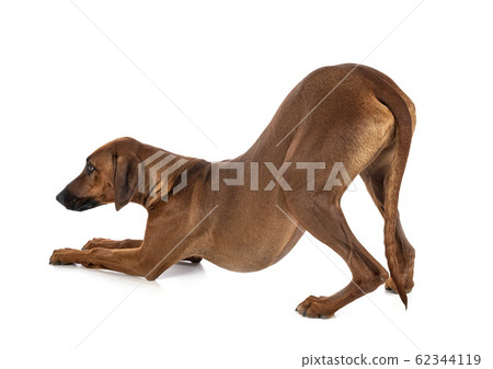Rhodesian Ridgeback in studio Rhodesian Ridgeback in studio 62344119
