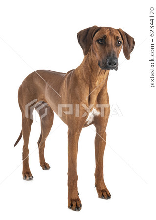 Rhodesian Ridgeback in studio Rhodesian Ridgeback in studio 62344120