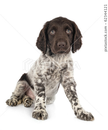 puppy Small Munsterlander puppy Small Munsterlander 62344121