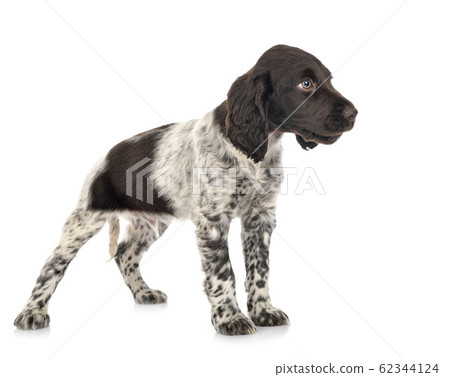 puppy Small Munsterlander 62344124