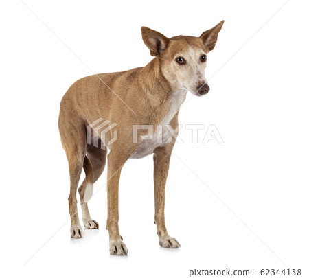 Ibizan Hound in studio 62344138