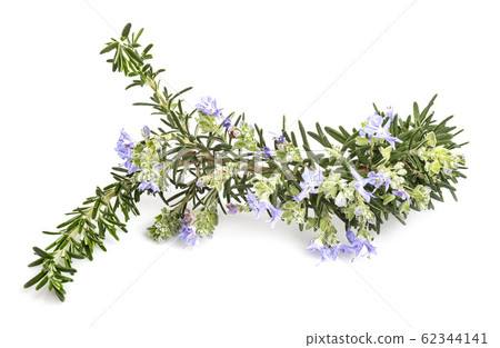 Salvia rosmarinus in studio 62344141