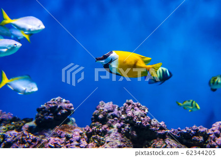 Siganus vulpinus Fox Face fish in the aquarium 62344205