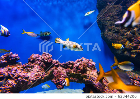 Arothron fish and other exotic tropical fish swim in the blue water Arothron fish and other exotic tropical fish swim in the blue water 62344206