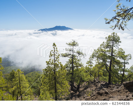 Volcanic landscape and lush green pine tree forest at hiking trail to Pico Bejenado mountain at national park Caldera de Taburiente, volcanic crater in La Palma, Canary Islands, Spain Volcanic landscape and lush green pine tree forest at hiking trail to Pico Bejenado mountain at national park Caldera de Taburiente, volcanic crater in La Palma, Canary Islands, Spain 62344836