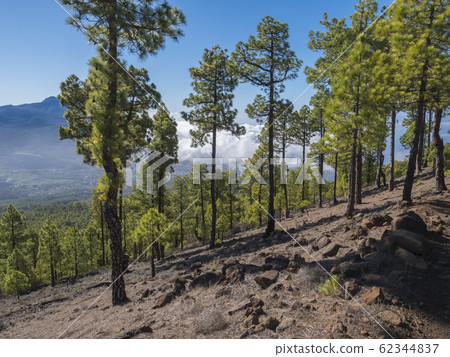Volcanic landscape and lush green pine tree forest at hiking trail to Pico Bejenado mountain at national park Caldera de Taburiente, volcanic crater in La Palma, Canary Islands, Spain 62344837
