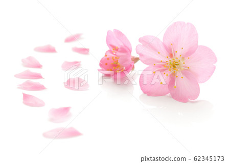 Sakura Hana Spring White Background 62345173