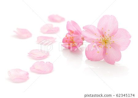 Sakura Hana Spring White Background Sakura Hana Spring White Background 62345174