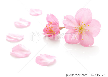 Sakura Hana Spring White Background 62345175