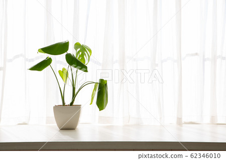 龜背竹 62346010