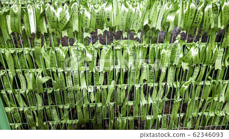 Tie a wish ribbon Tie a wish ribbon 62346093