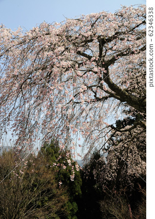 Takizo Shrine的正宗櫻花 Takizo Shrine的正宗櫻花 62346338
