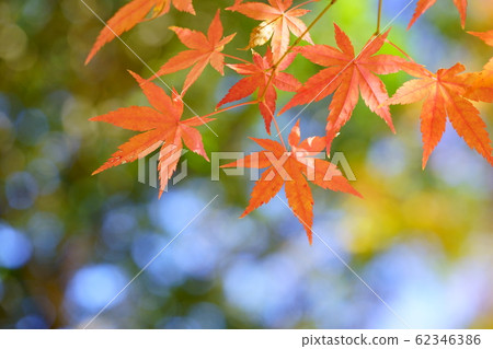 Fresh autumn Fresh autumn 62346386