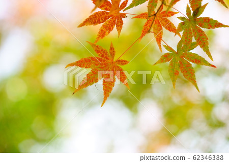 Fantastic autumn Fantastic autumn 62346388