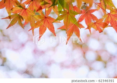 Mysterious autumn Mysterious autumn 62346391