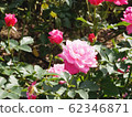 rose	 62346871