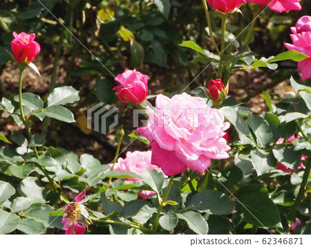 rose	 62346871