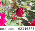 rose	 62346873