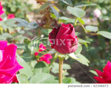 rose	 62346873