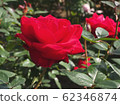 rose	 62346874