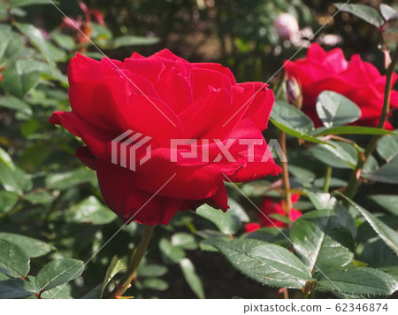 rose	 62346874