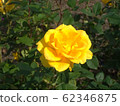 rose	 62346875