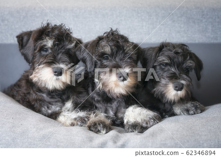 Three expressive dog faces of miniature schnauzer Three expressive dog faces of miniature schnauzer 62346894