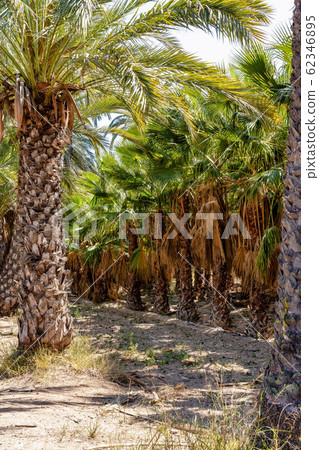 Palm Groves, Palmeral in Elche near Alicante in Spain 62346895