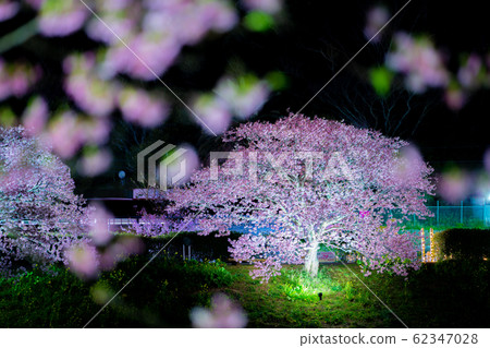 Light up cherry blossoms 62347028