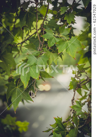 Green tree leaves with defocused car  lights 62347029