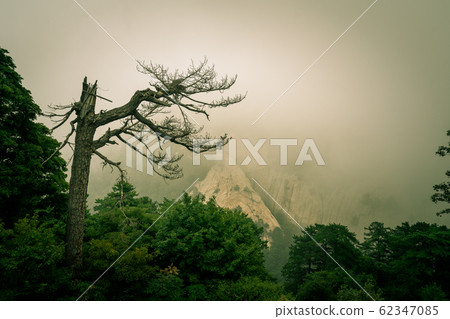 Barren tree on Hua Shan Mountain 62347085