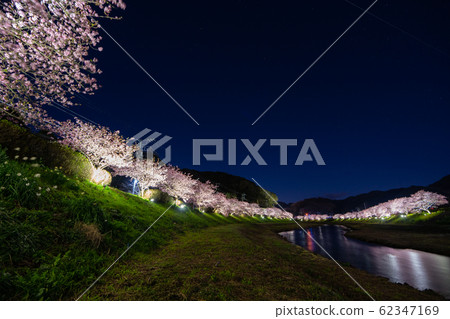 點亮櫻花 62347169